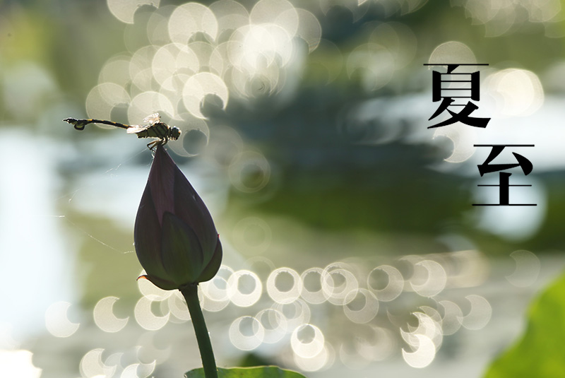 #(生態)(1)夏至荷塘